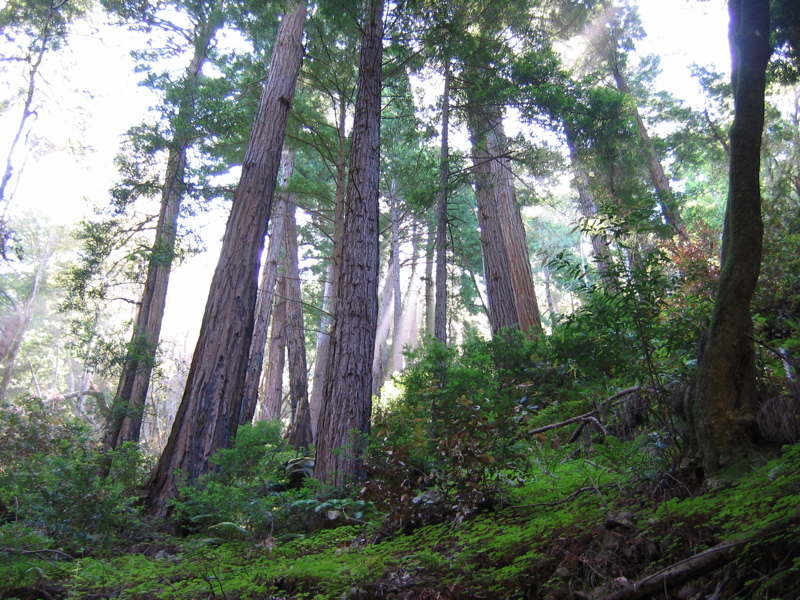 Tan Bark Redwoods