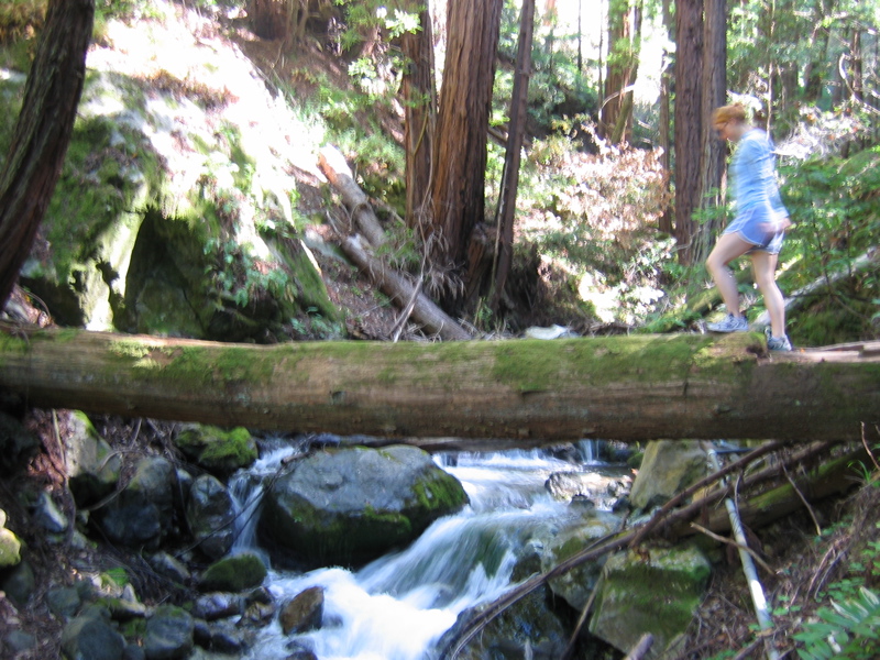 Fallen Log Bridge