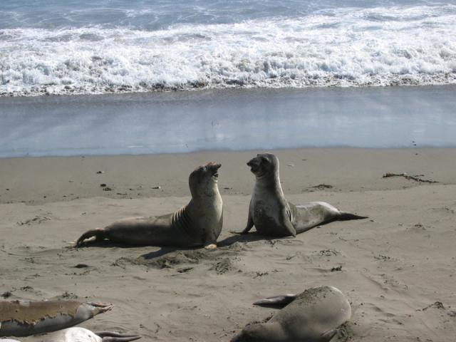 Seals