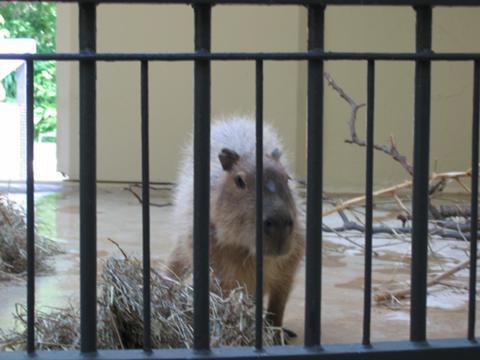 Capybara at the Zoo