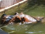 Hippo coming up for air