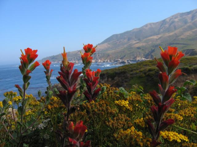 Flowers at Garrapata