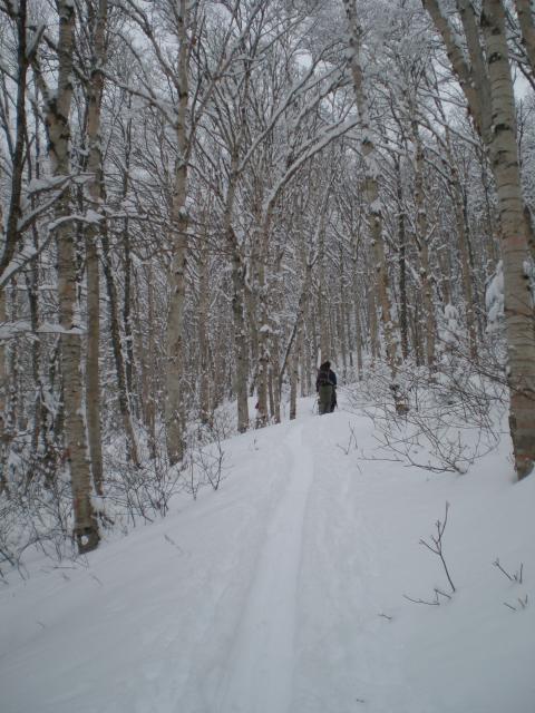 The logging road