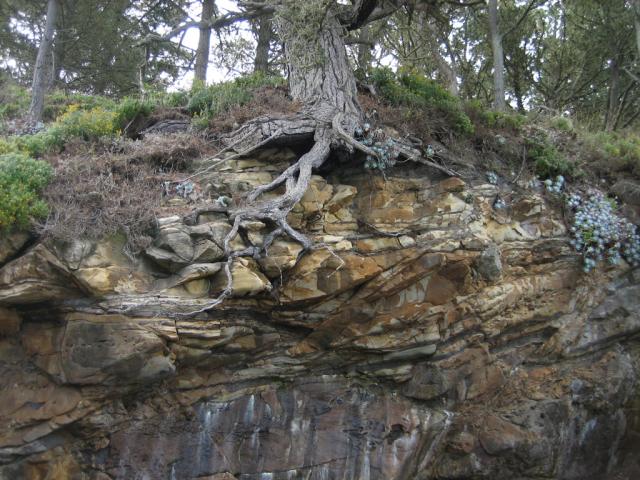 Tree Hanging on the edge