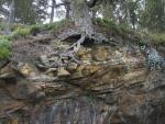 Tree Hanging on the edge