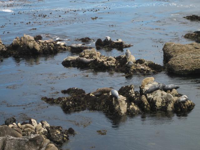 Seals at Point Lobos