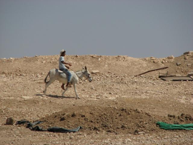 Bedouin Boy on Donkey