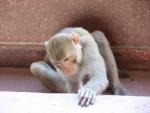 Monkey at Temple