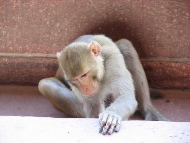 Monkey at Temple