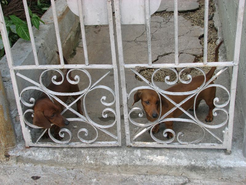 Cigar Dogs