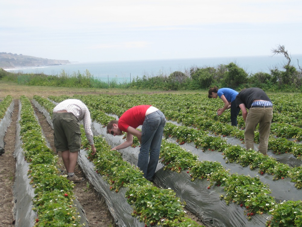 Picking