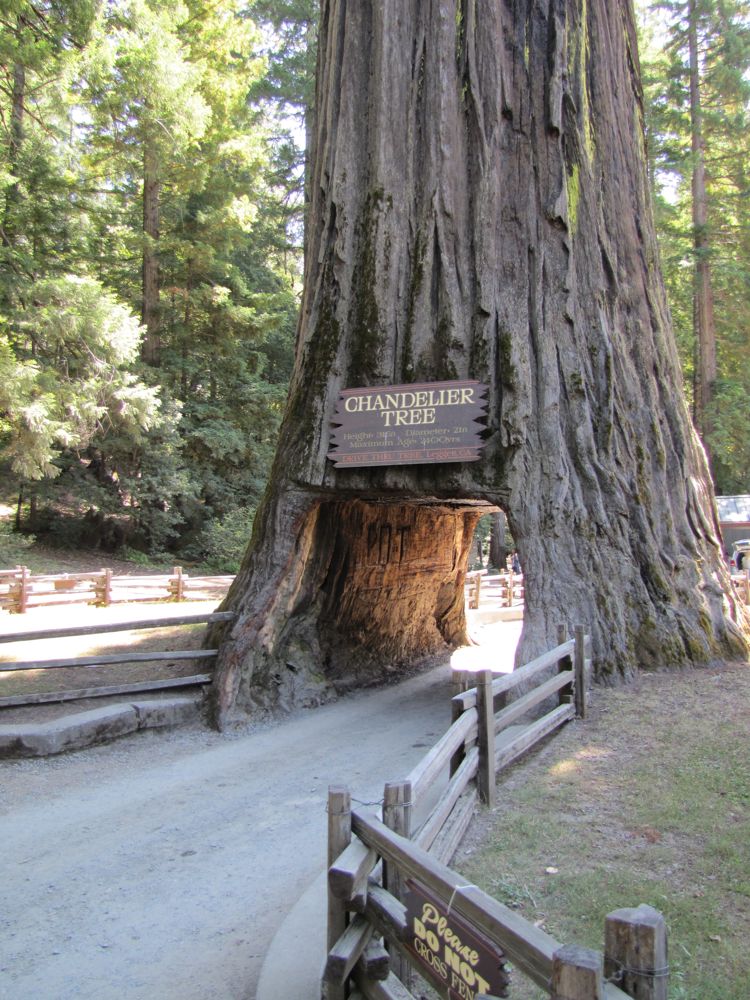 Drive thru tree