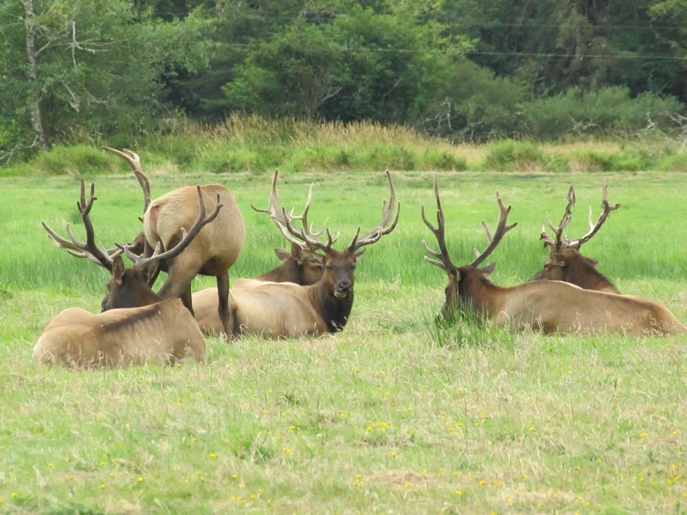 Conveniently viewable elk