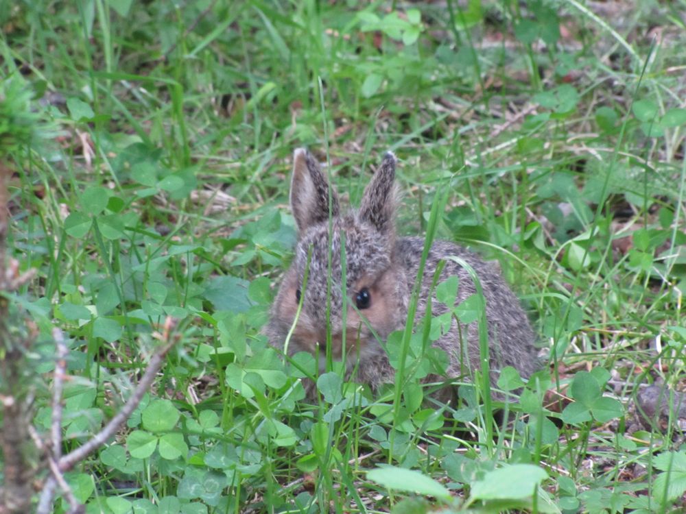 Bunny