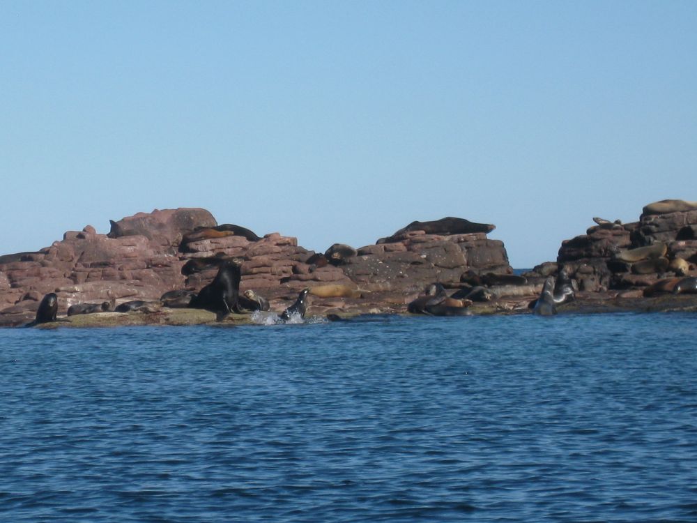 Sea Lion Colony