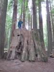 Giant Redwood Stump